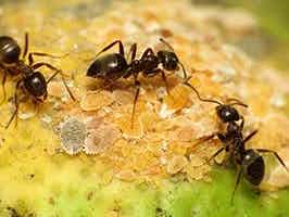 Lively Ants - image for Black Garden Ant: Portrait of Lasius Niger