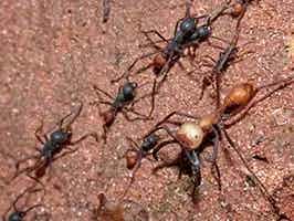 Lively Ants - image for Army Ant: Portrait of Eciton spp.