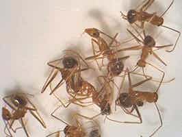 Lively Ants - image for Crazy Ant: Portrait of Nylanderia spp.