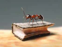 Lively Ants - image for How intelligent are ants compared to other insects?