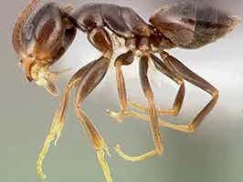 Lively Ants - image for Odorous House Ant: Portrait of Tapinoma Sessile