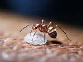 Lively Ants - image for Medicinal Ants: Exploring Therapeutic Uses of Ants in Medicine