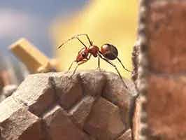 Lively Ants - image for Ants and Their Defensive Behaviors: How They Protect Their Colonies