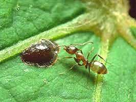 Lively Ants - image for Argentine Ant: Portrait of Linepithema Humile
