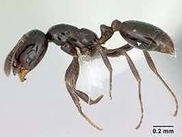Lively Ants - image for Little Black Ant: Portrait of Monomorium Minimum