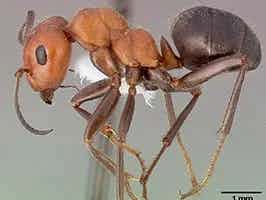 Lively Ants - image for Thatching Ant: Portrait of Formica spp.