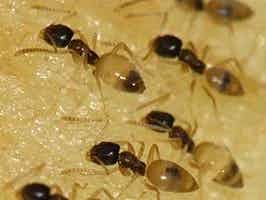 Lively Ants - image for Ghost Ant: Portrait of Tapinoma Melanocephalum