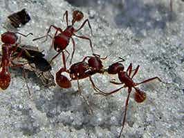Lively Ants - image for Harvester Ant: Portrait of Pogonomyrmex spp.