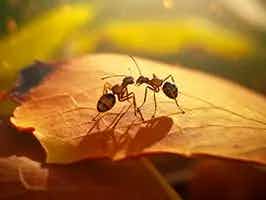 Lively Ants - image for Ants and Their Mating Rituals: Understanding Their Reproduction