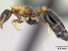 Lively Ants - image for Bicolored Trailing Ant: Portrait of Monomorium Floricola