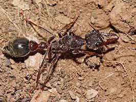 Lively Ants - image for Bulldog Ant: Portrait of Myrmeciinae