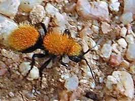 Lively Ants - image for Velvet Ant: Portrait of Mutillidae Family