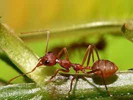 Lively Ants - image for Weaver Ant: Portrait of Oecophylla Smaragdina