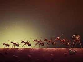 Lively Ants - image for The Evolution of Ants: How They Have Adapted Over Time