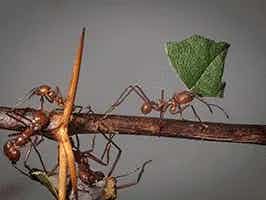 Lively Ants - image for Leafcutter Ant: Portrait of Atta spp. and Acromyrmex spp.