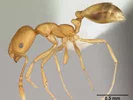 Lively Ants - image for Pharaoh Ant: Portrait of Monomorium Pharaonis