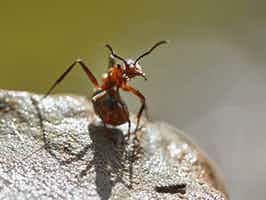 Lively Ants - image for The Science Behind Ant Queen Selection and Rearing