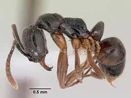 Lively Ants - image for Asian Needle Ant: Portrait of Brachyponera Chinensis