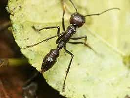 Lively Ants - image for Bullet Ant: Portrait of Paraponera Clavata
