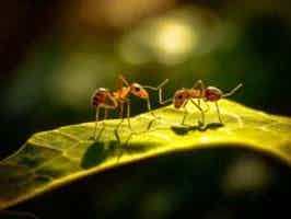 Lively Ants - image for How do ants communicate with each other?