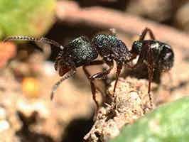 Lively Ants - image for Green-Head Ant: Portrait of Rhytidoponera Metallica