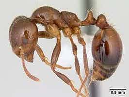 Lively Ants - image for Fire Ant: Portrait of Solenopsis Invicta
