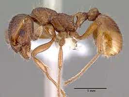 Lively Ants - image for European Fire Ant: Portrait of Myrmica Rubra
